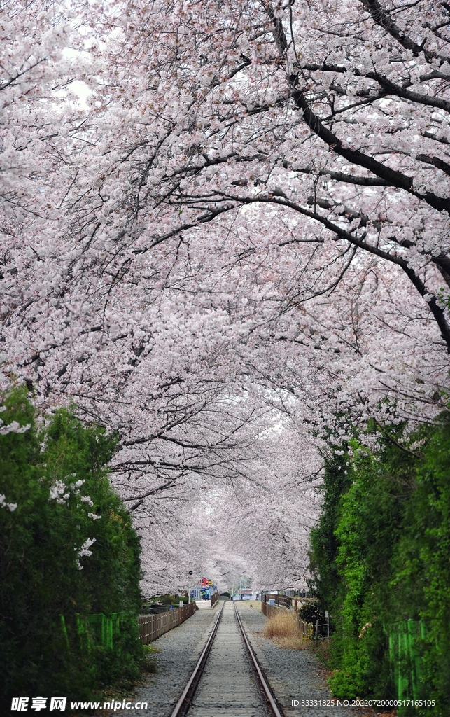 樱花