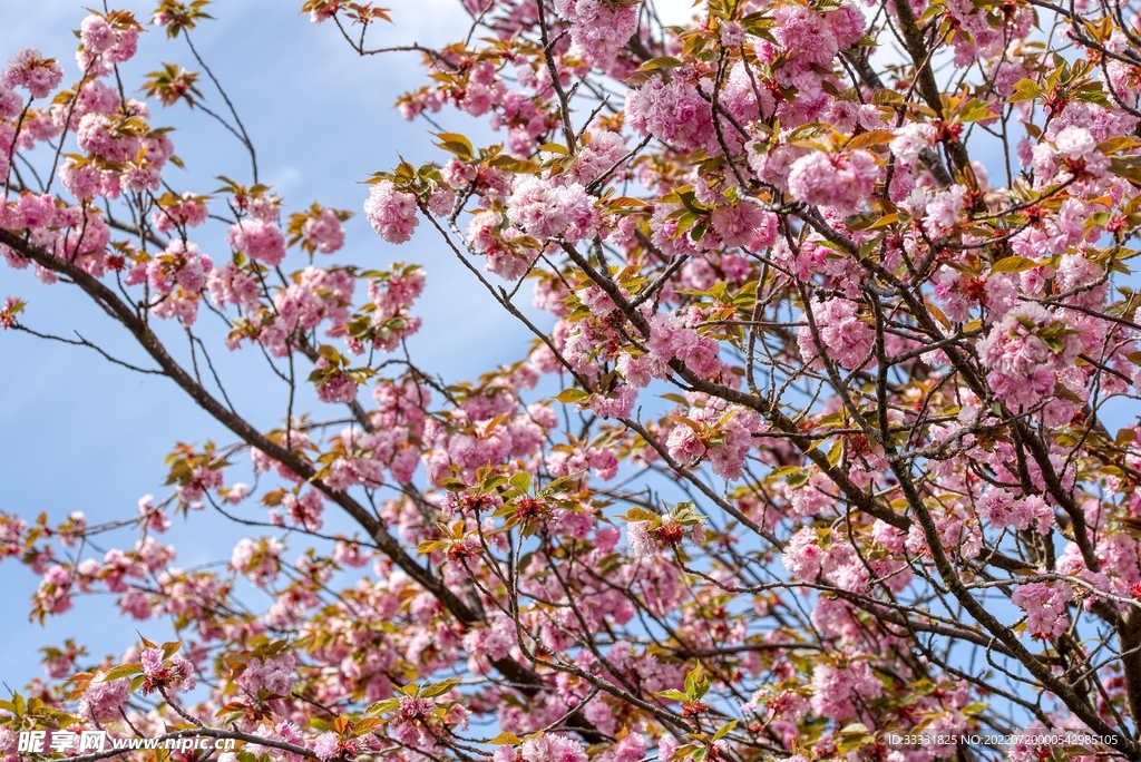 樱花