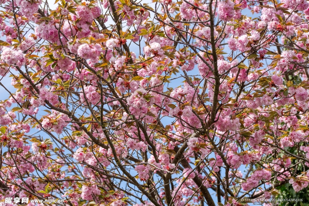 樱花
