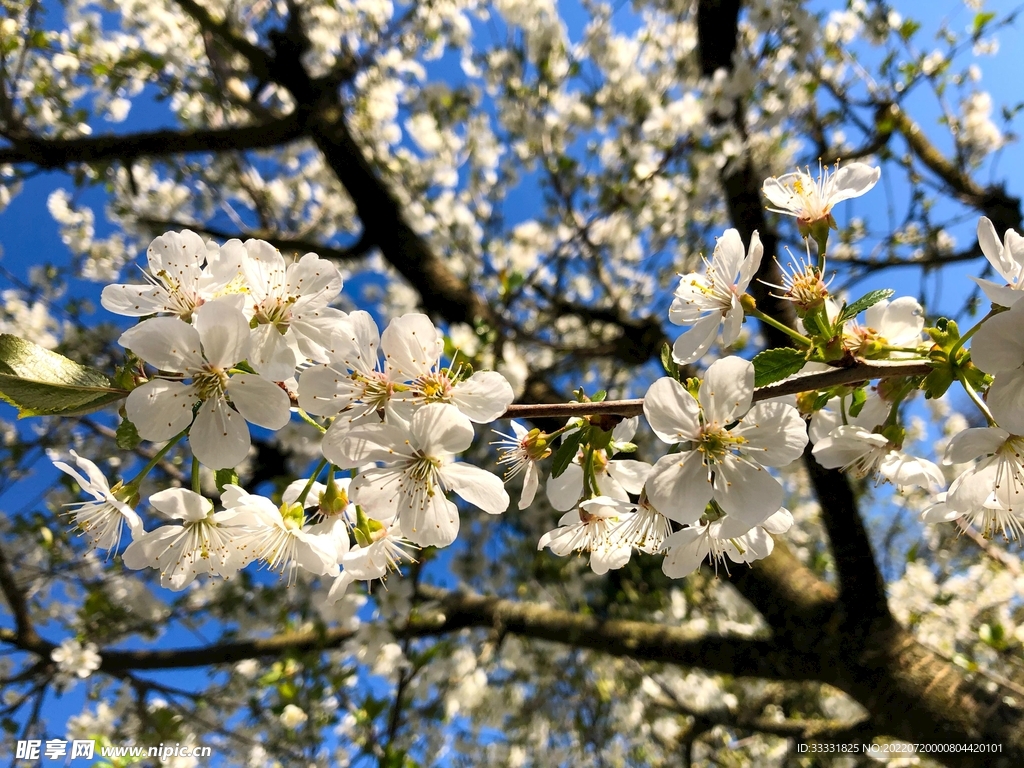 樱花