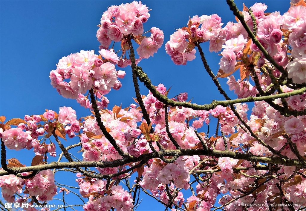 樱花
