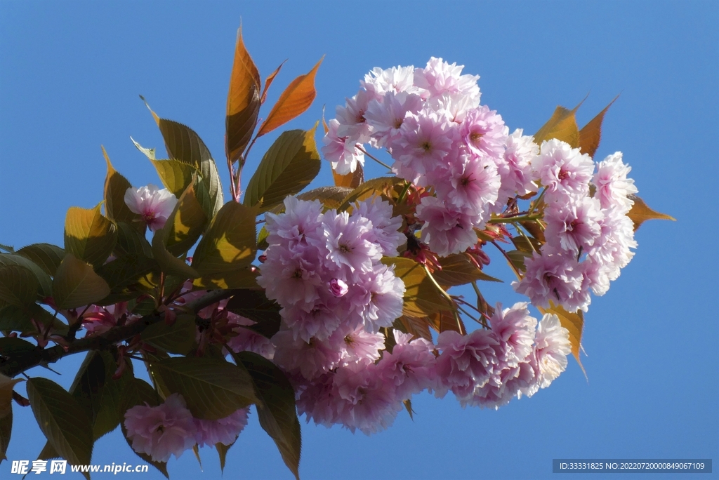 樱花
