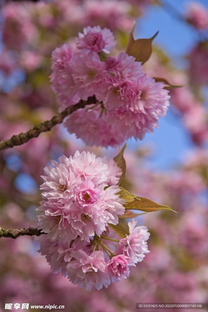樱花
