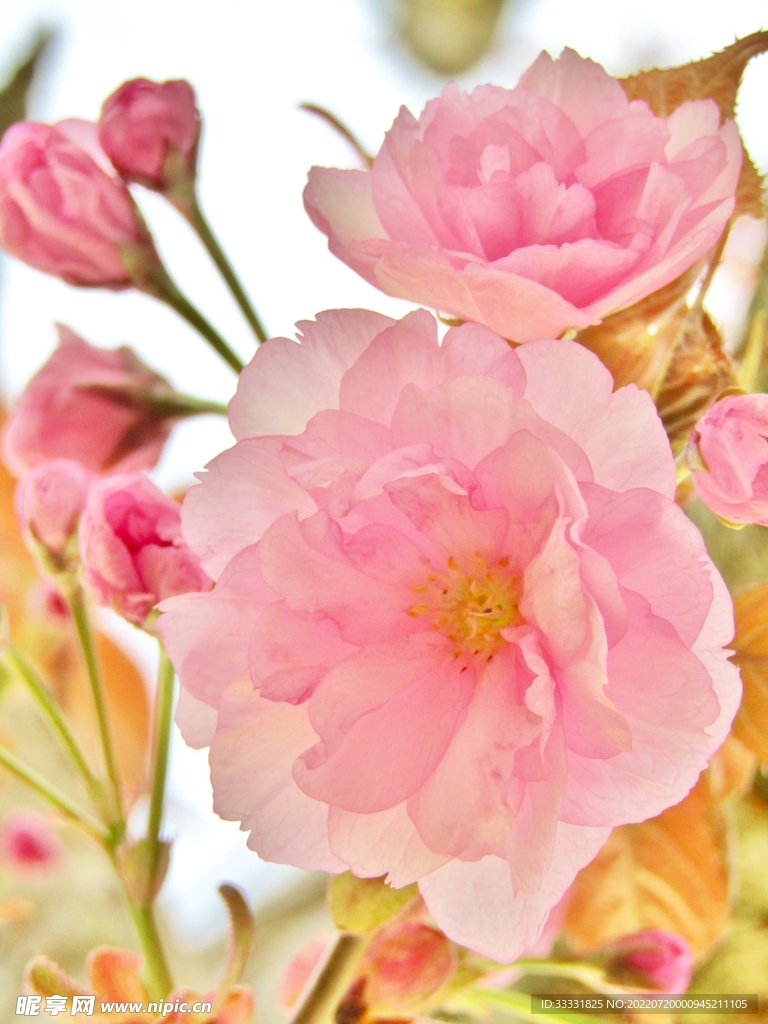 樱花