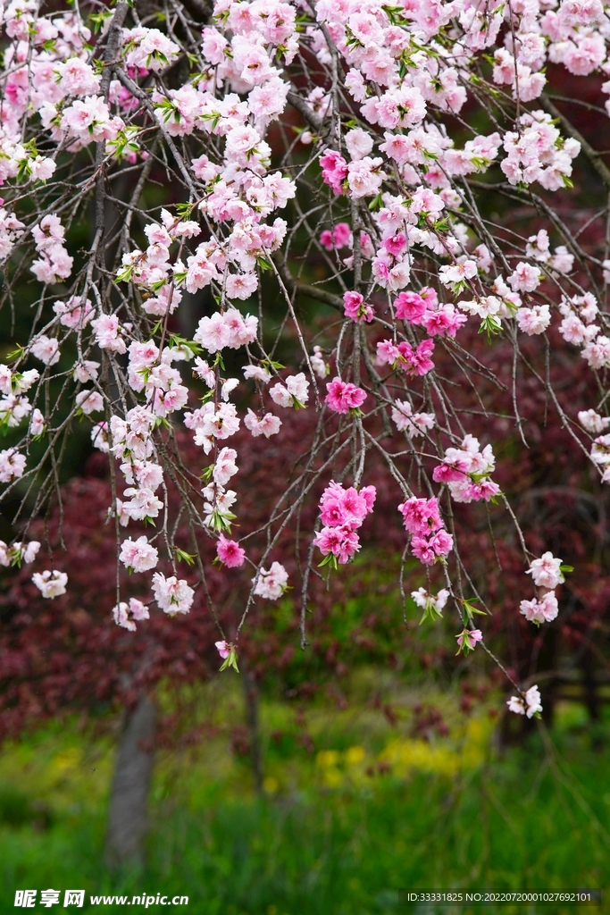樱花