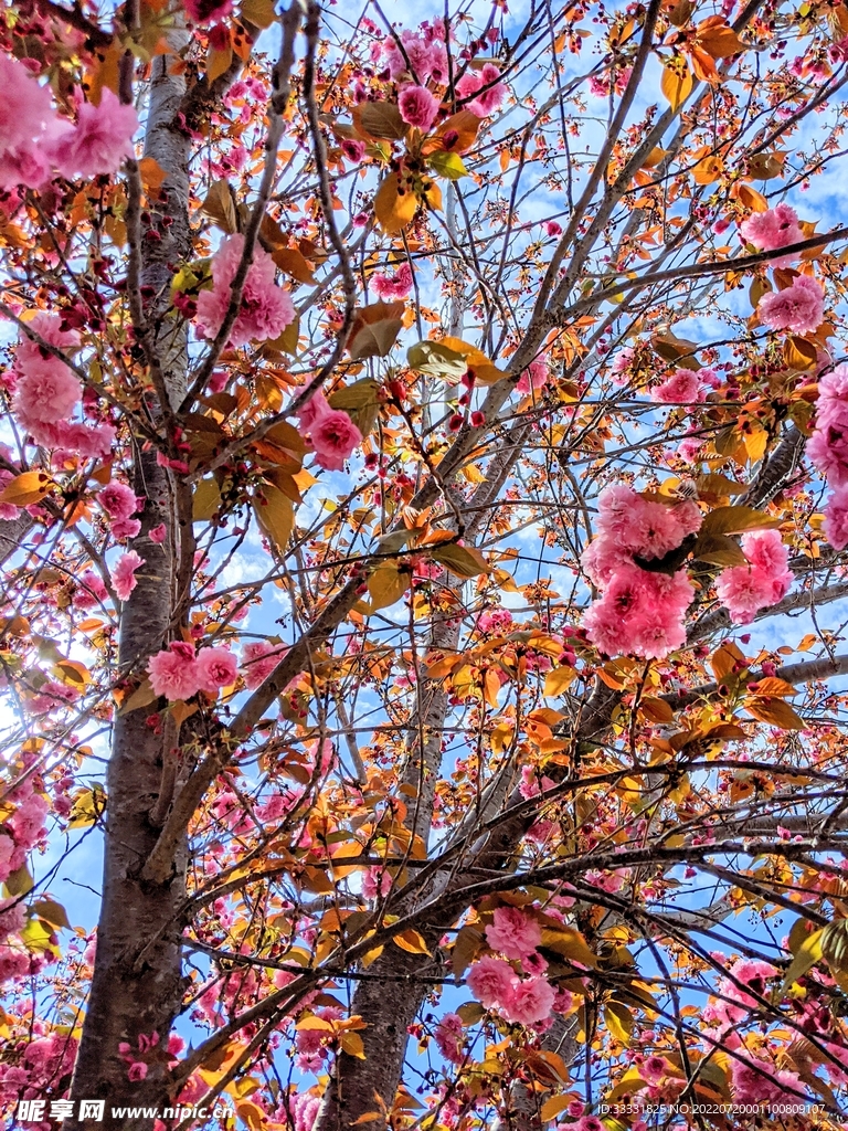 樱花