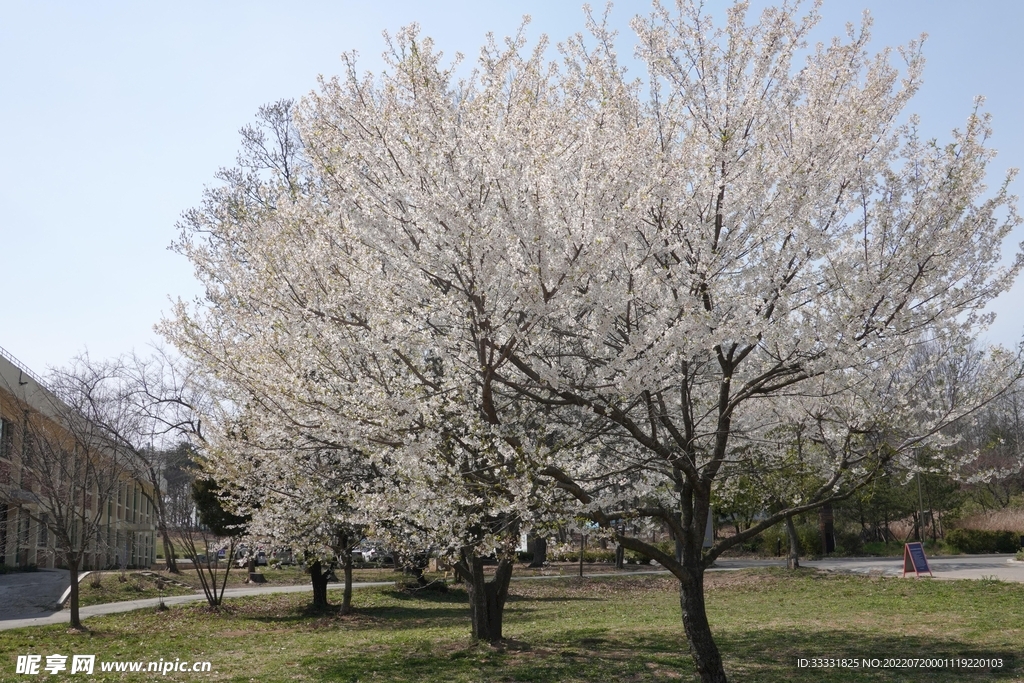 樱花