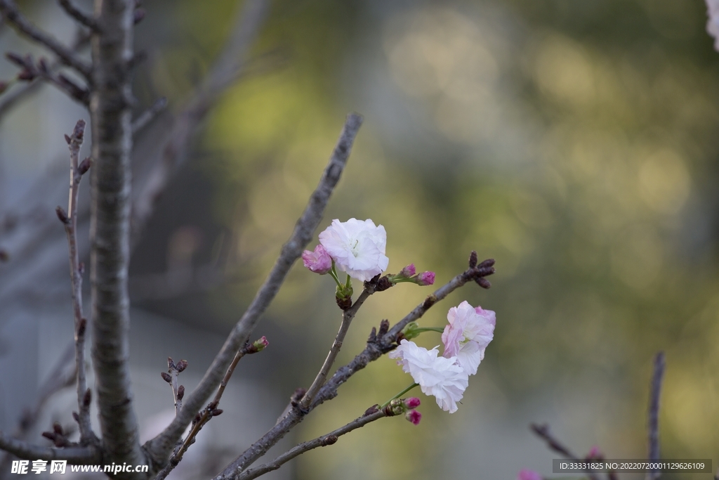 樱花