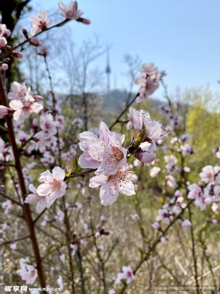 樱花