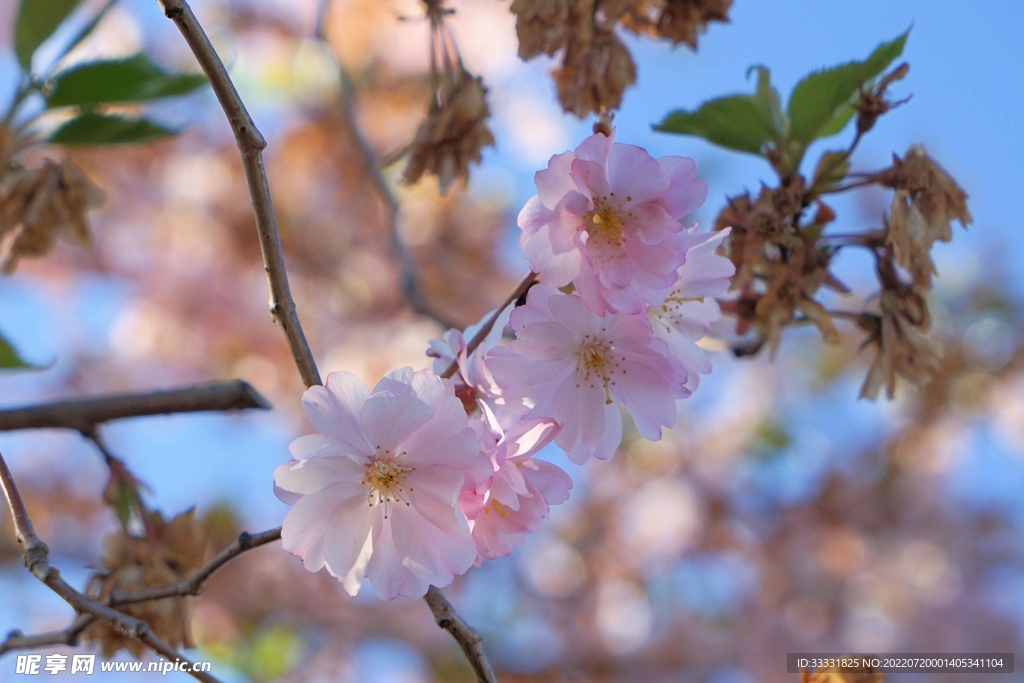 樱花