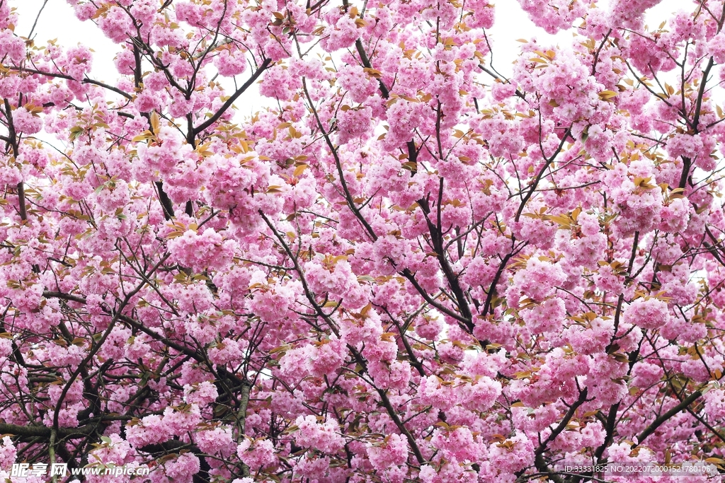 樱花
