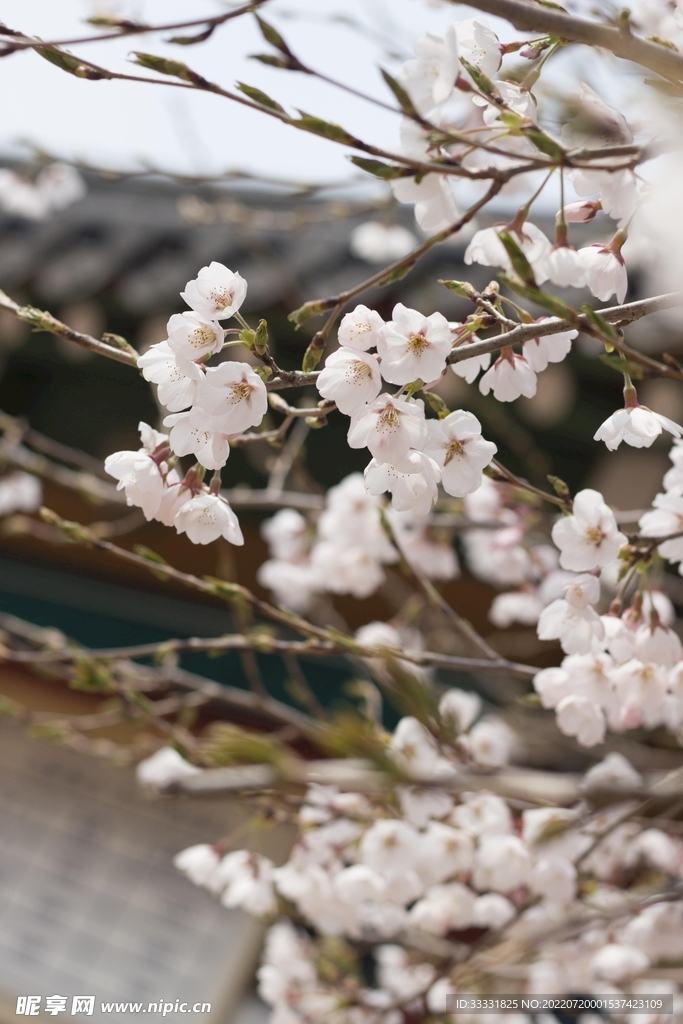 樱花