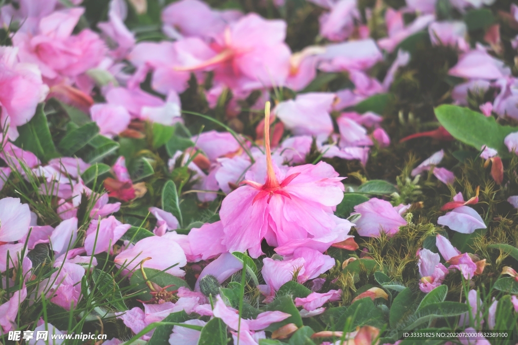 樱花
