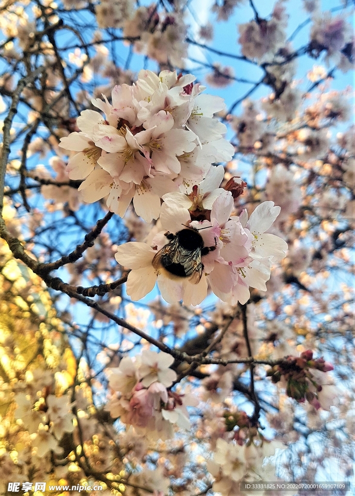 樱花