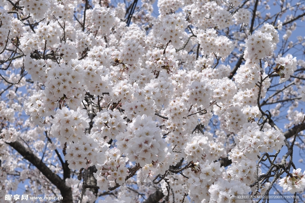 樱花
