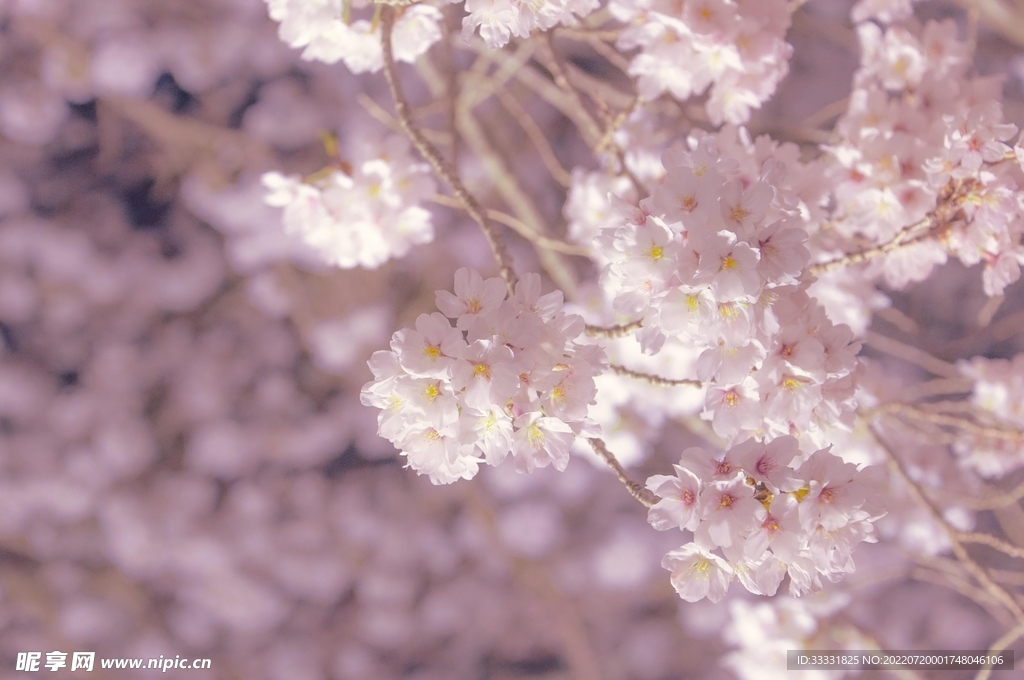 樱花