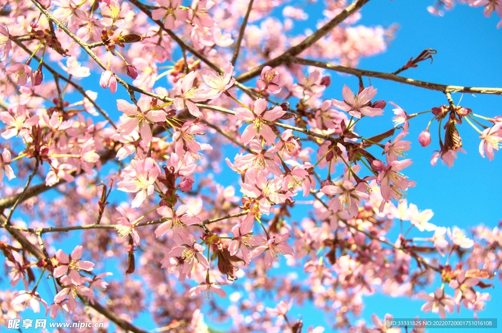 樱花