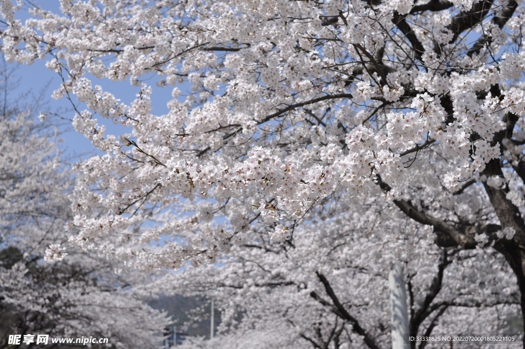 樱花