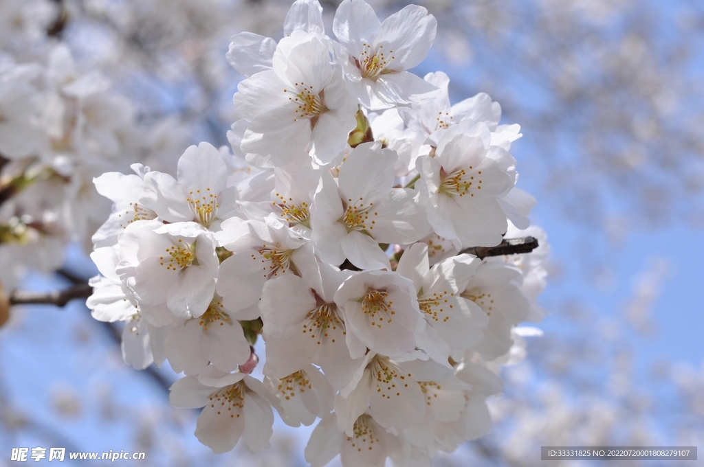樱花