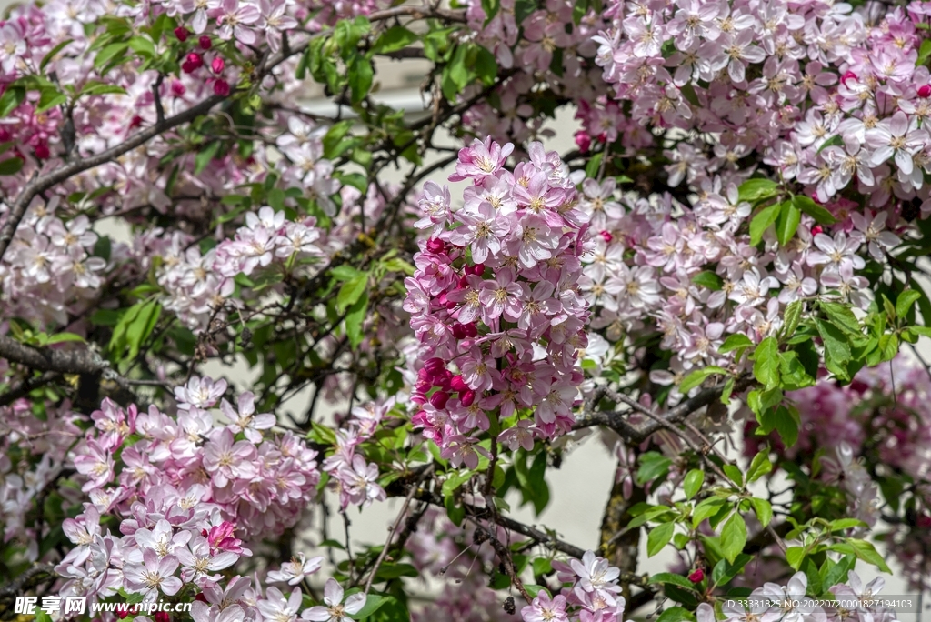 樱花