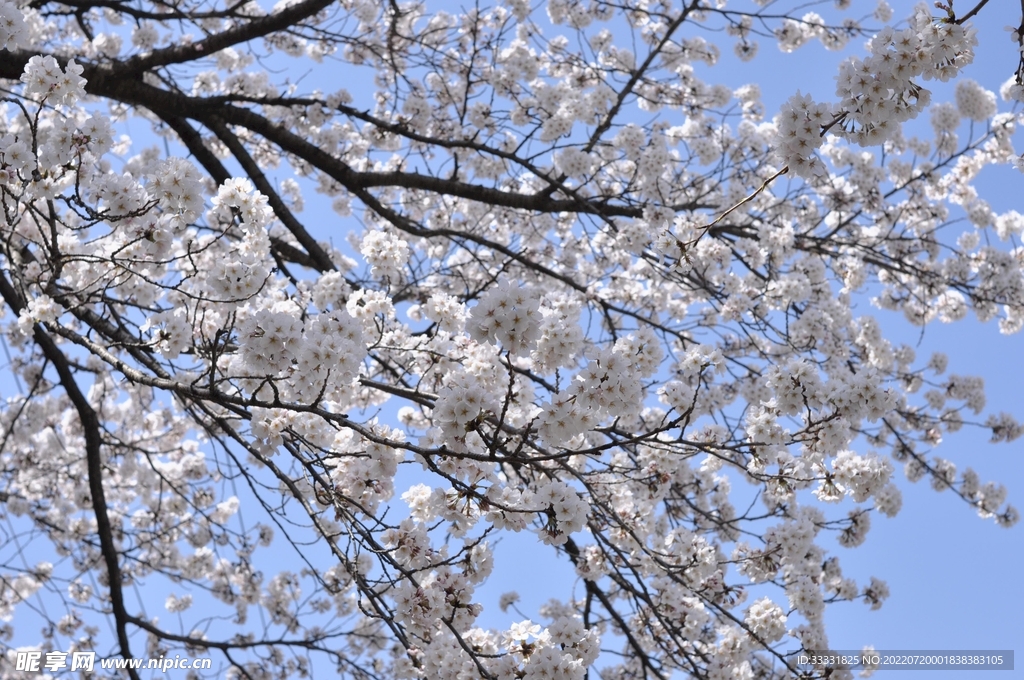 樱花