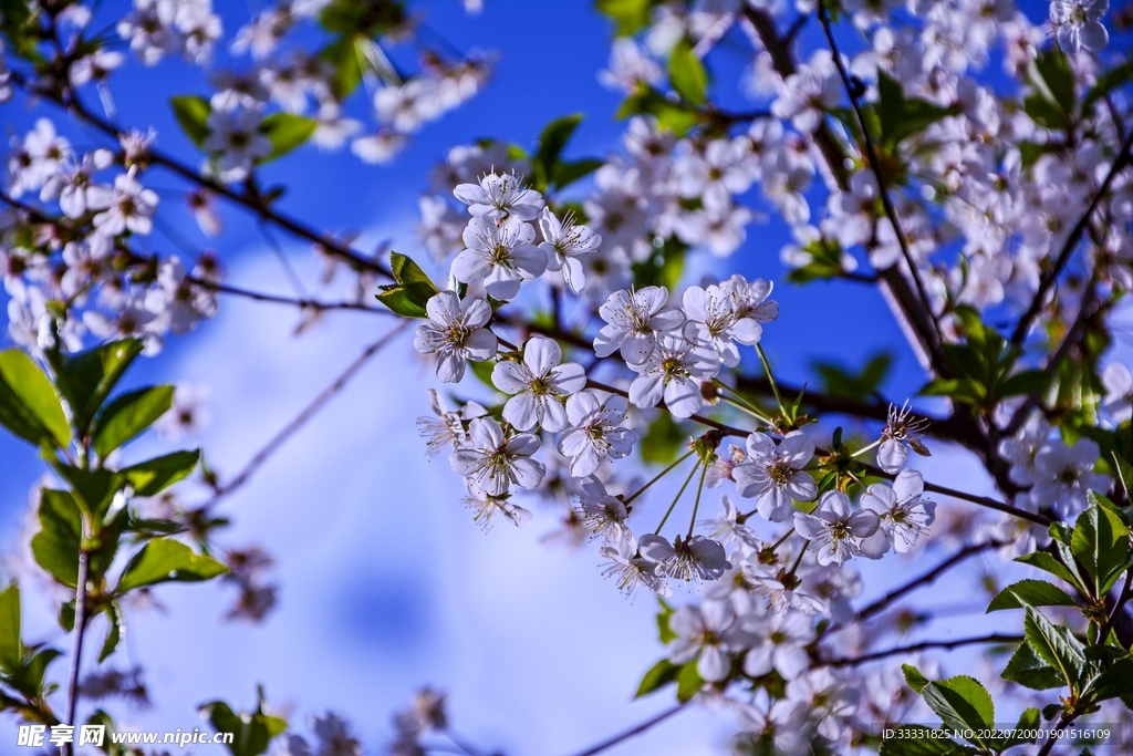 樱花