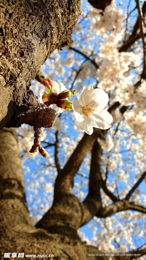 樱花