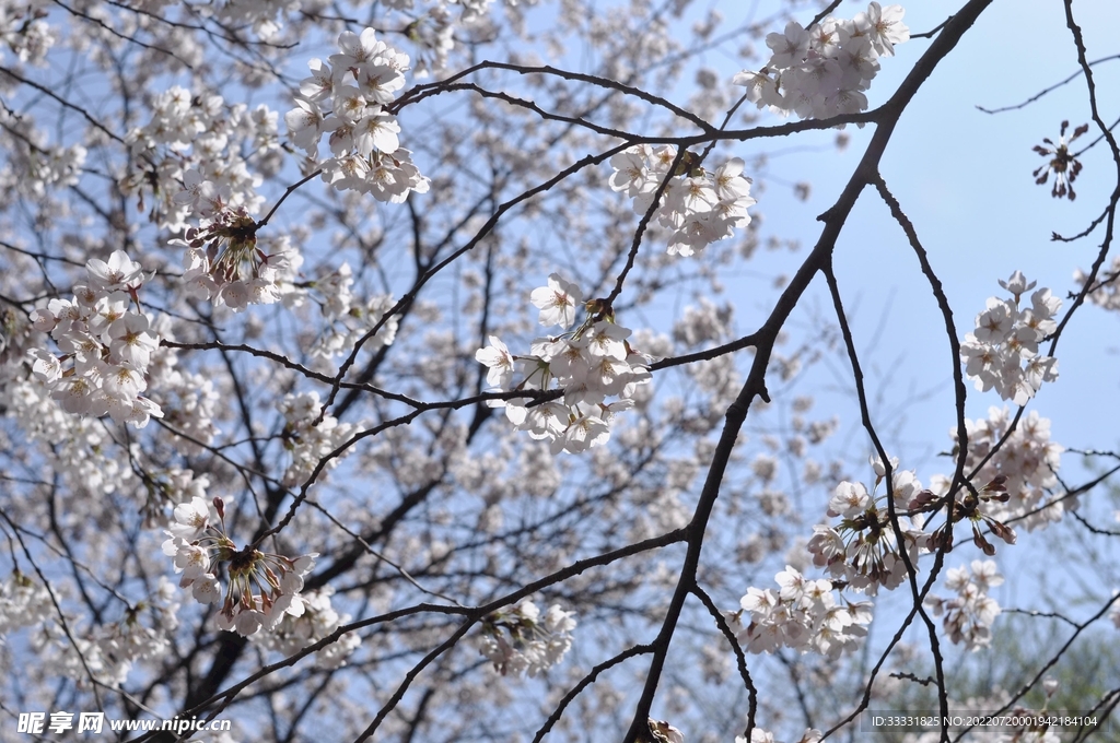樱花
