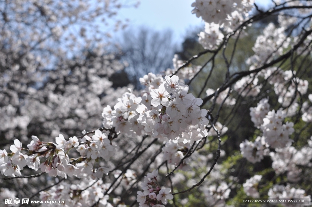 樱花