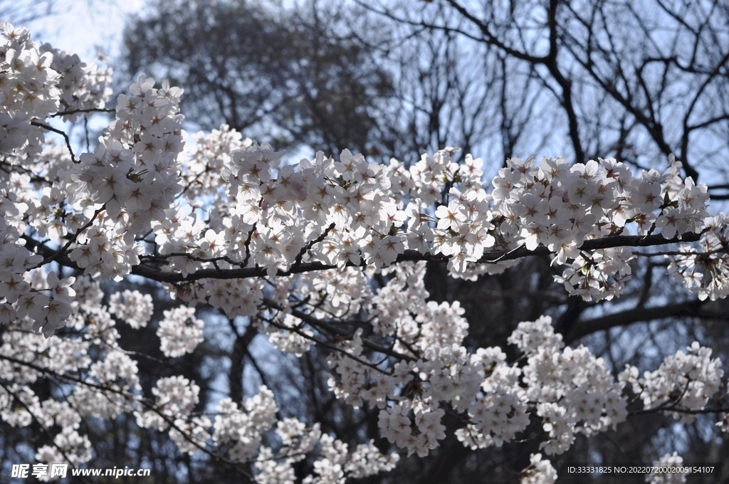 樱花