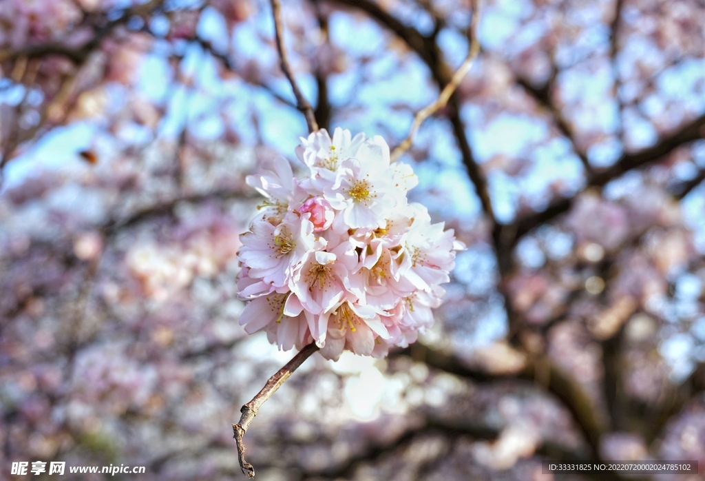 樱花