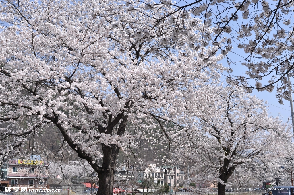 樱花