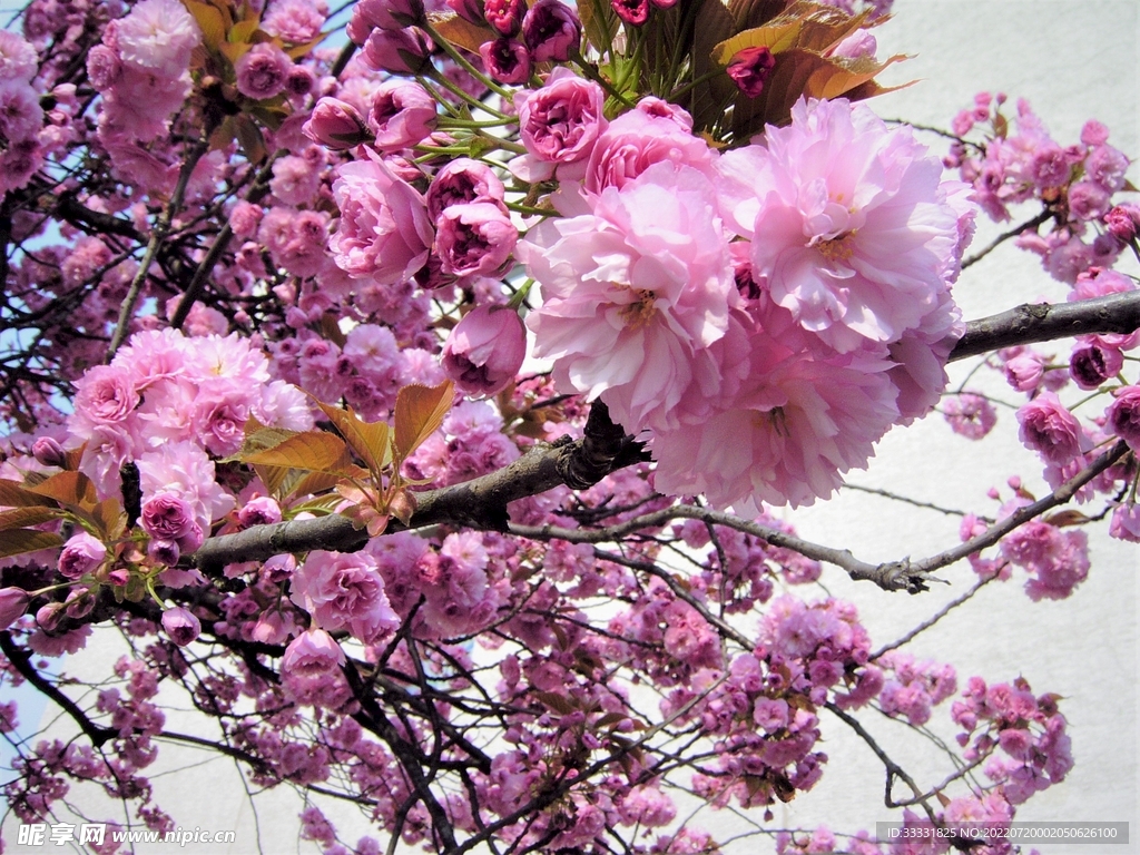 樱花