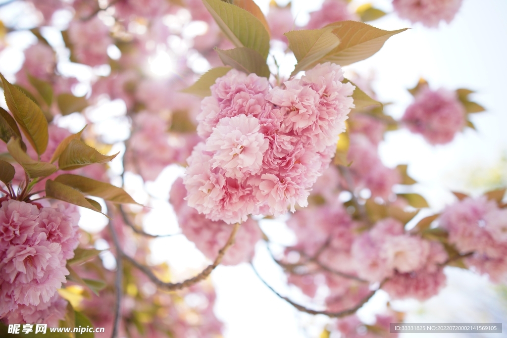 樱花