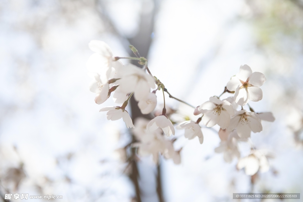 樱花