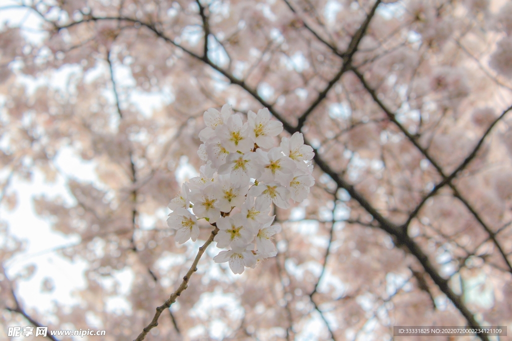 樱花