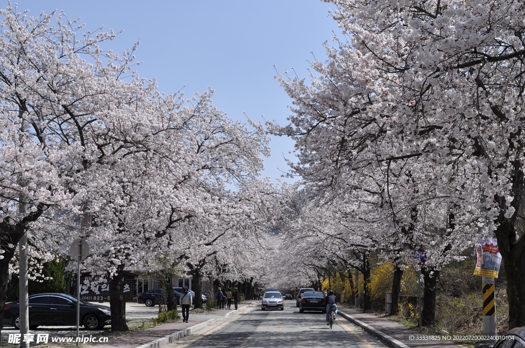 樱花