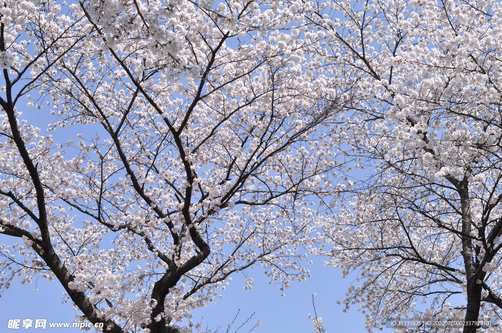 樱花