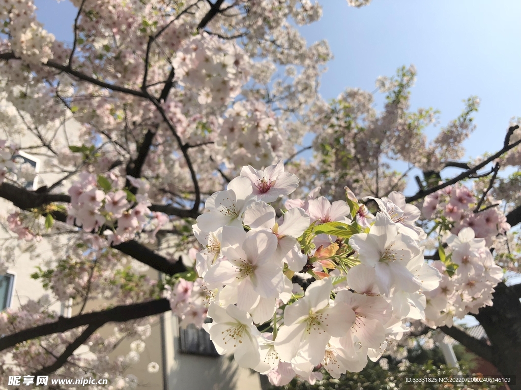 樱花