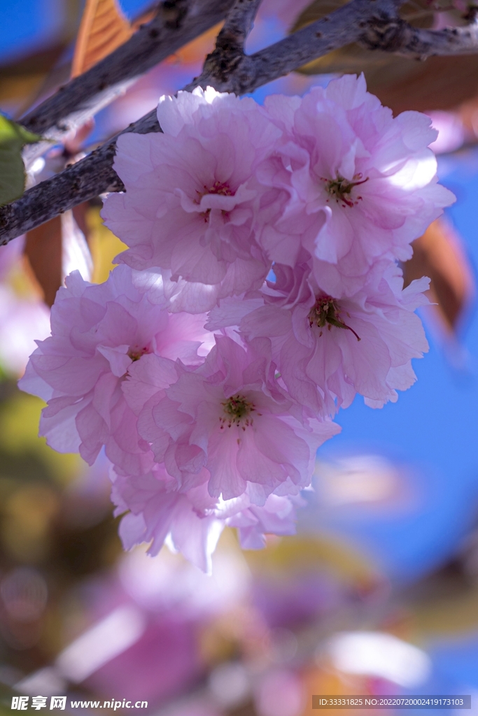 樱花
