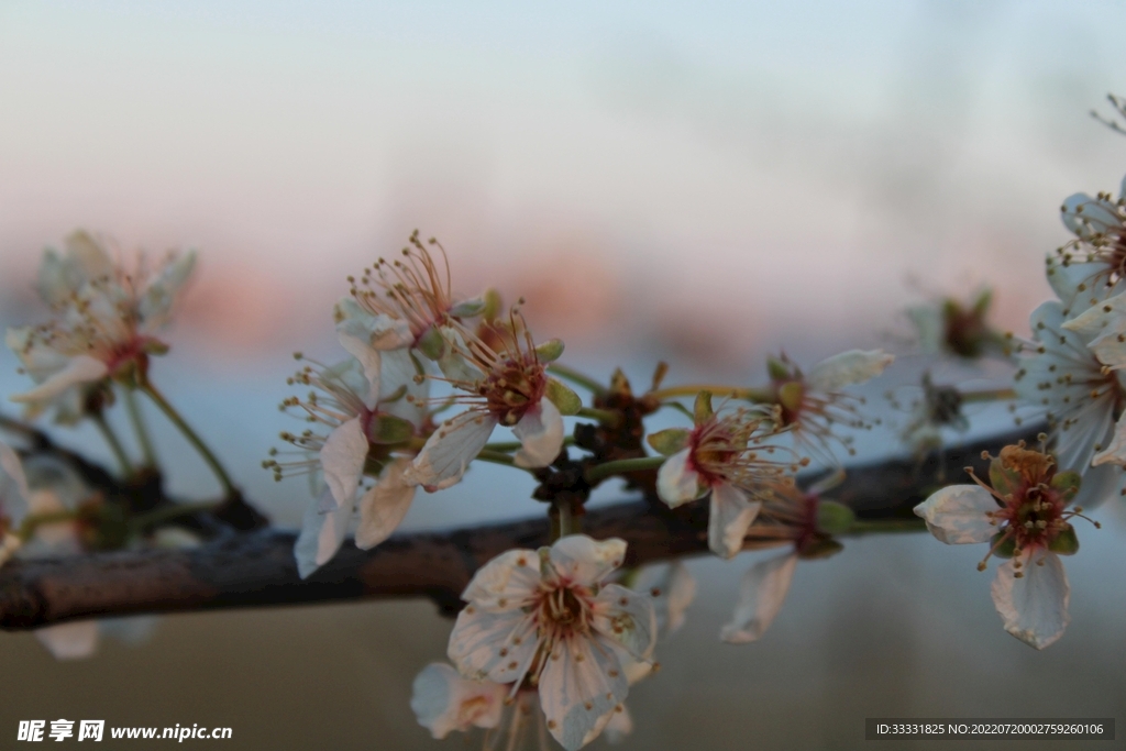 樱花
