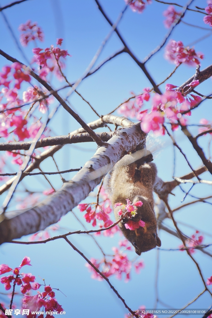樱花
