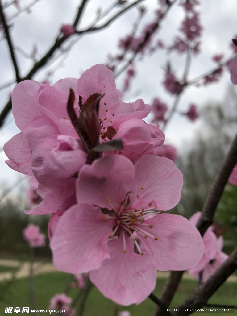樱花