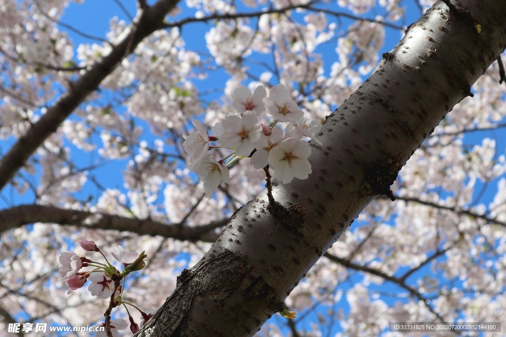 樱花