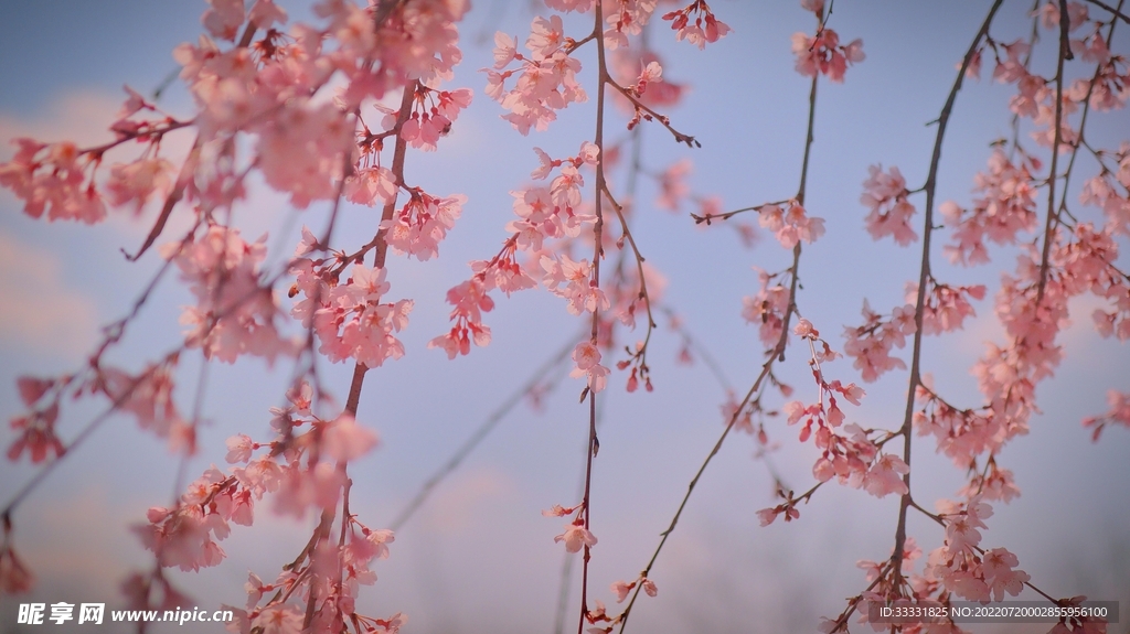 樱花