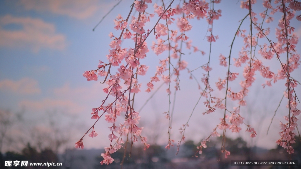 樱花