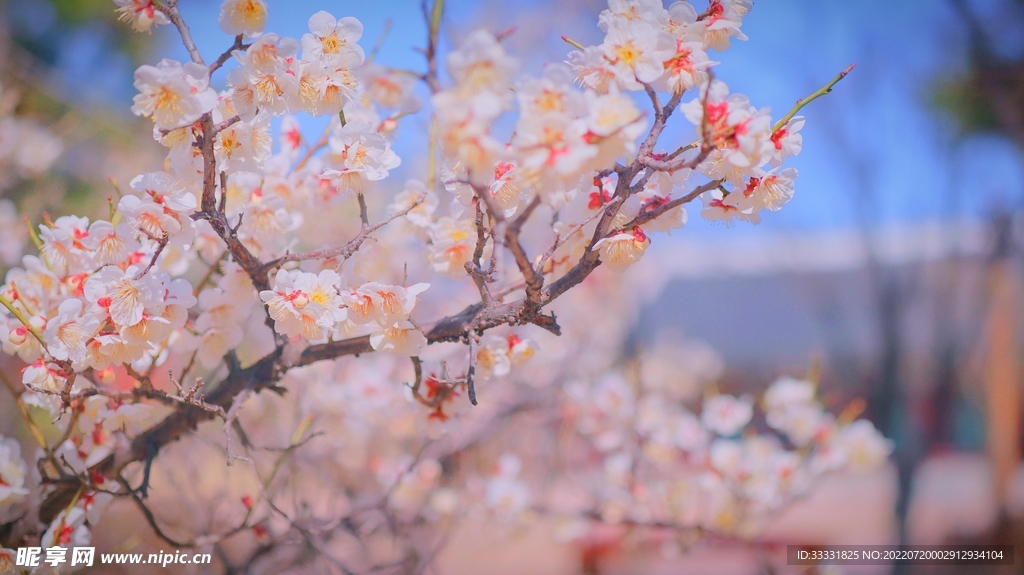 樱花