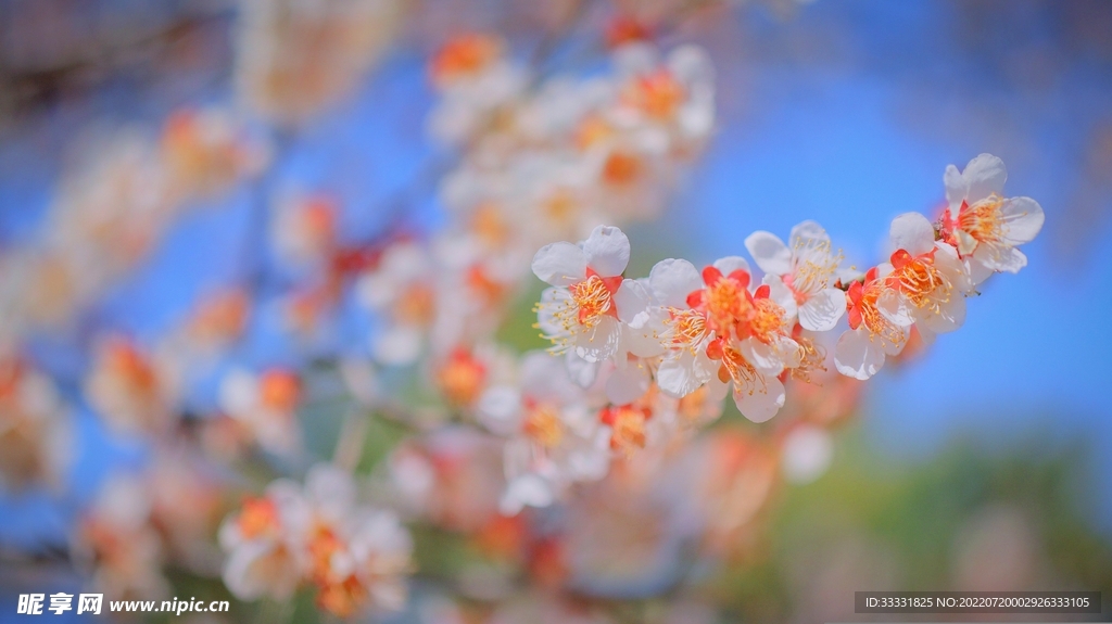 樱花