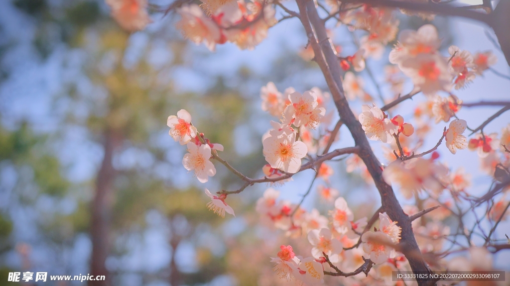 樱花
