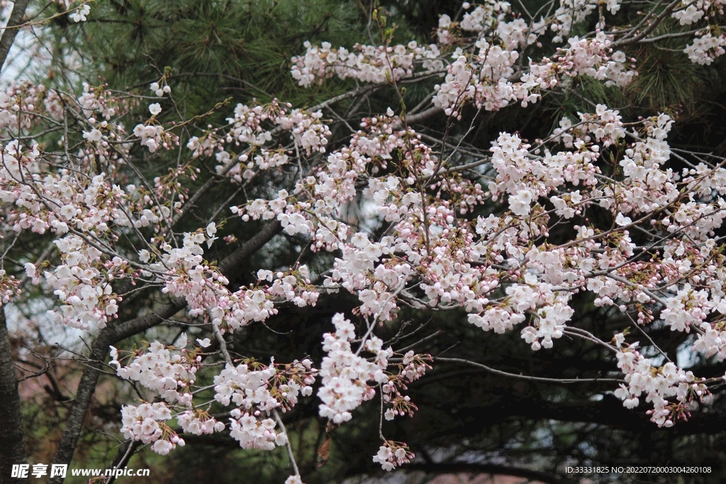 樱花